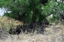 Gila River Nature Conservancy expedition, May 2014