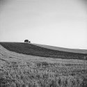 minimum landscape