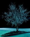 Iced Trees