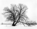 Two trees