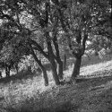A holm oak