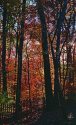 Backyard Woods