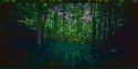 Pinhole, woods