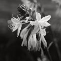 Hosta Flower