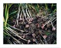Garlic Harvest
