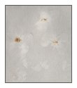 Anthotype