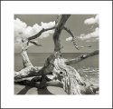 Drftwood Beach