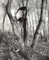 Nestled Treestand