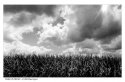 Tassels in the sky