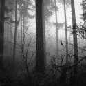 Fog and Forest