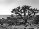 Kiawe Tree