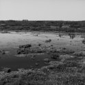 Okefenokee Swamp Pond