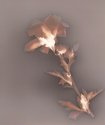 Rose of Sharon - Lumen