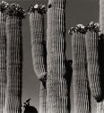 Saguaro Bloom
