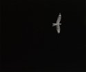 Nighthawk