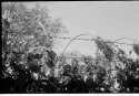 Razor wire