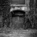Ivy Guardian