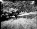 Summer: Apple tree