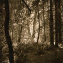 Morning Light, Goldstream Campground