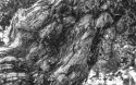 gnarled