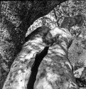 Split tree