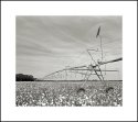 ...and the cotton is high