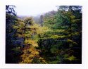 Fall Larch Treees