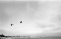 Canada Geese Take Flight Over Ocean