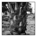 Palm tree detail, Saudi Arabia
