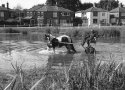 Horse in Pond