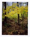 The End of Fall