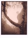 Lith Tree 1