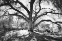 Coastal Oak