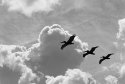 Follow the Leader