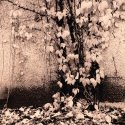 Autumn Ivy