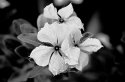 Plumeria Flower Out of Focus