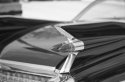 Caddy Fin