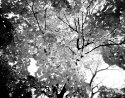 Autumn leaves