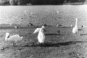 Swans, Norfolk