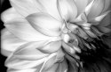 Dalia