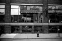 Bull in a China Shop