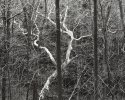 Sycamore, Roaring Run Gorge