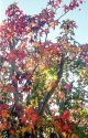 Fall Colors