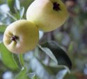 last apples