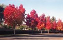 Fall in Southern California