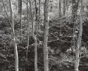 Rhododendron and Autumn Foliage