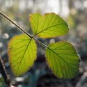 Kings Wood Leaves