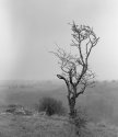 Weathered Tree - Cheddar Gorge, England