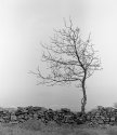 Weathered Tree - Cheddar Gorge, England