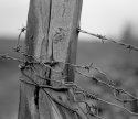 Barbed Wire
